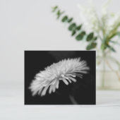 Carte Postale Dandelion (Debout devant)