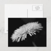 Carte Postale Dandelion (Devant / Derrière)