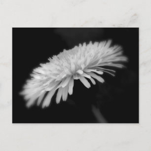 Carte Postale Dandelion