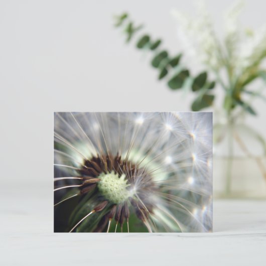 Carte postale Dandelion (Debout devant)