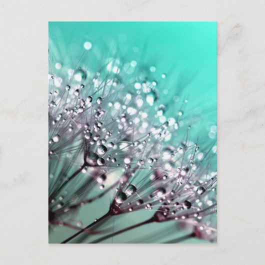 Carte Postale Dandelion (Devant)