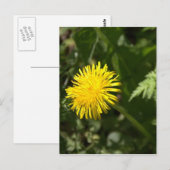 Carte Postale Dandelion (Devant / Derrière)