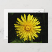 Carte postale Dandelion (Devant / Derrière)