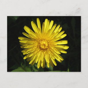 Carte postale Dandelion