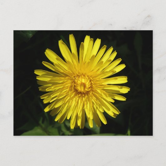 Carte postale Dandelion (Devant)