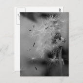 Carte Postale Dandelion (Devant / Derrière)