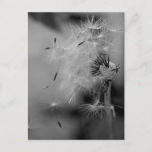 Carte Postale Dandelion