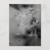 Carte Postale Dandelion (Devant)