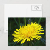 Carte Postale dandelion2 (Devant / Derrière)