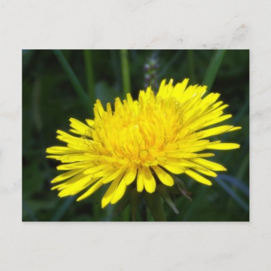 Carte Postale dandelion2 (Devant)
