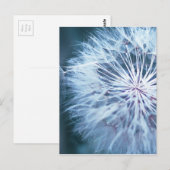 Carte Postale Dandelion 2 (Devant / Derrière)