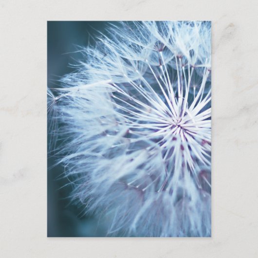 Carte Postale Dandelion 2 (Devant)