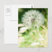 Carte Postale Dandelion à bouffées (Devant / Derrière)