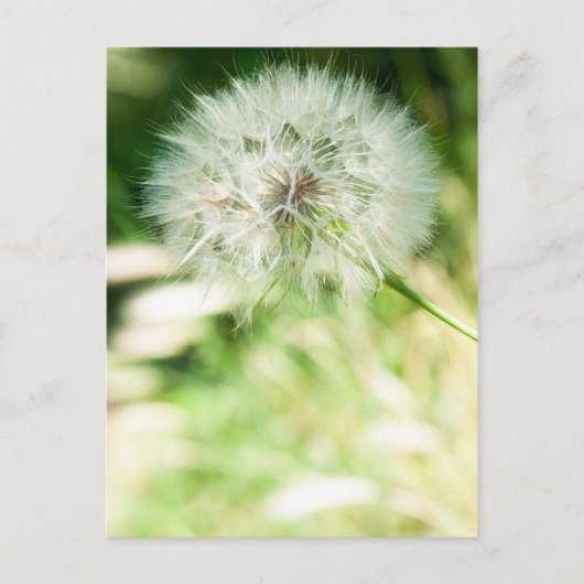 Carte Postale Dandelion à bouffées (Devant)