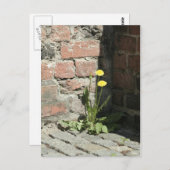 Carte Postale Dandelion au soleil. (Devant / Derrière)