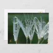 Carte Postale Dandelion Avec Dew Drops Jouer Nature (Devant / Derrière)