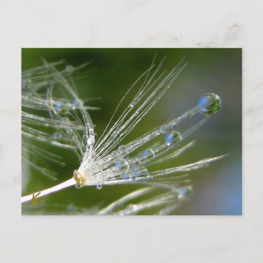 Carte Postale Dandelion Avec Dew Paisible, Élégant, Nature (Devant)