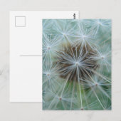 Carte Postale Dandelion blanc (Devant / Derrière)