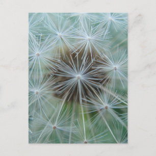 Carte Postale Dandelion blanc