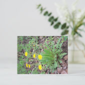 Carte Postale Dandelion Bundle (Debout devant)