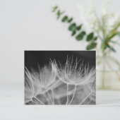 Carte Postale Dandelion Closeuse en noir blanc (Debout devant)
