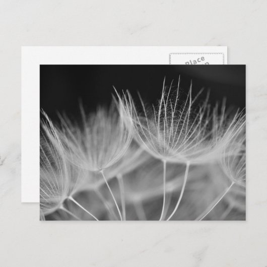 Carte Postale Dandelion Closeuse en noir blanc (Devant / Derrière)