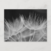 Carte Postale Dandelion Closeuse en noir blanc (Devant)