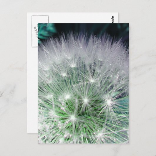 Carte Postale Dandelion cool vert et blanc avec gouttes d'eau (Devant / Derrière)