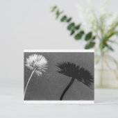 Carte Postale Dandelion et ombre (Debout devant)