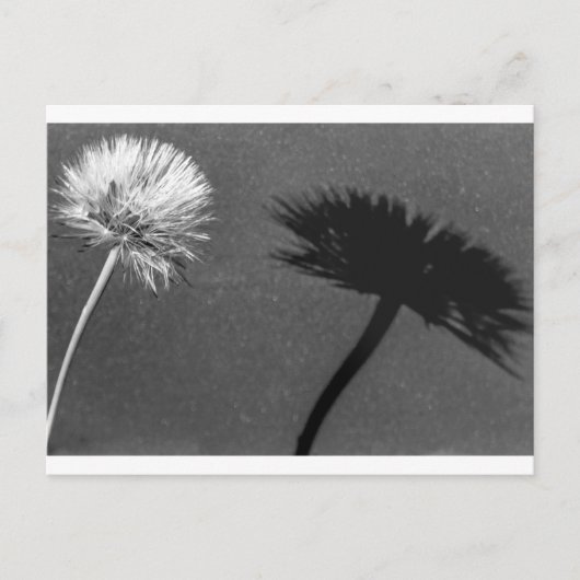 Carte Postale Dandelion et ombre (Devant)