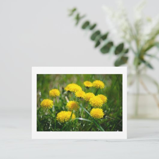 Carte Postale Dandelion Fleurs Dandelions Jaune Vert (Debout devant)
