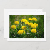 Carte Postale Dandelion Fleurs Dandelions Jaune Vert (Devant / Derrière)