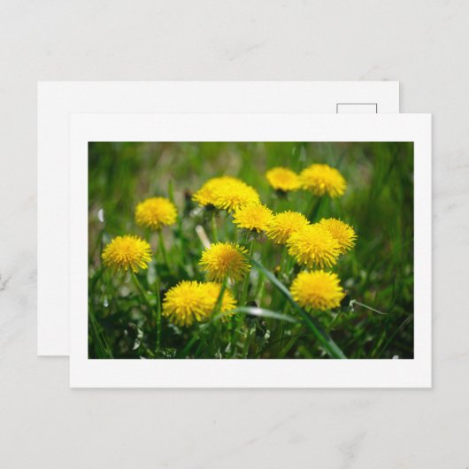 Carte Postale Dandelion Fleurs Dandelions Jaune Vert (Devant / Derrière)