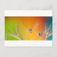 Dandelion Fleurs Destiny Peace Love Art