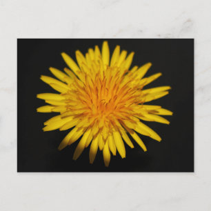 Carte Postale Dandelion Flower pcnm