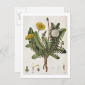 Carte Postale Dandelion (gravure couleur) (Devant / Derrière)