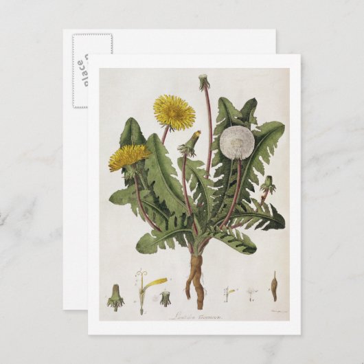 Carte Postale Dandelion (gravure couleur) (Devant / Derrière)