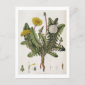 Carte Postale Dandelion (gravure couleur) (Devant)