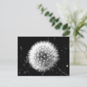 Carte Postale Dandelion noir et blanc (Debout devant)