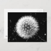 Carte Postale Dandelion noir et blanc (Devant / Derrière)