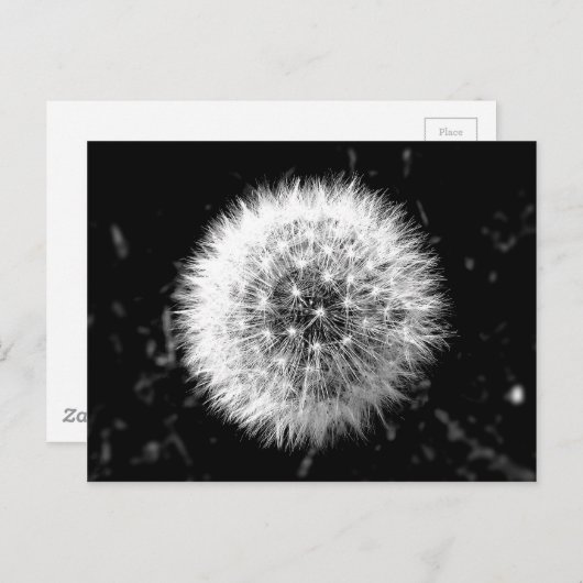 Carte Postale Dandelion noir et blanc (Devant / Derrière)