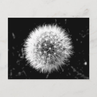 Carte Postale Dandelion noir et blanc