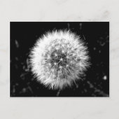 Carte Postale Dandelion noir et blanc (Devant)