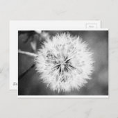 Carte Postale Dandelion noir et blanc (Devant / Derrière)