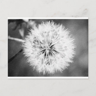 Carte Postale Dandelion noir et blanc