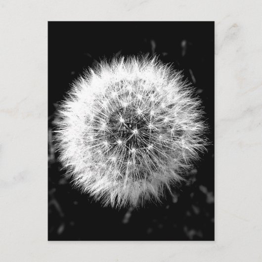 Carte Postale Dandelion noir et blanc (Devant)