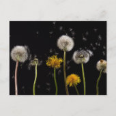 Carte Postale Dandelion noir moderne (Devant)