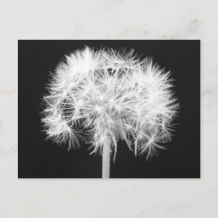 Carte Postale Dandelion Postcard