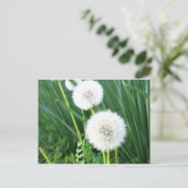 Carte Postale Dandelion Puff (Debout devant)