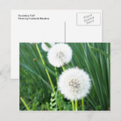 Carte Postale Dandelion Puff (Devant / Derrière)